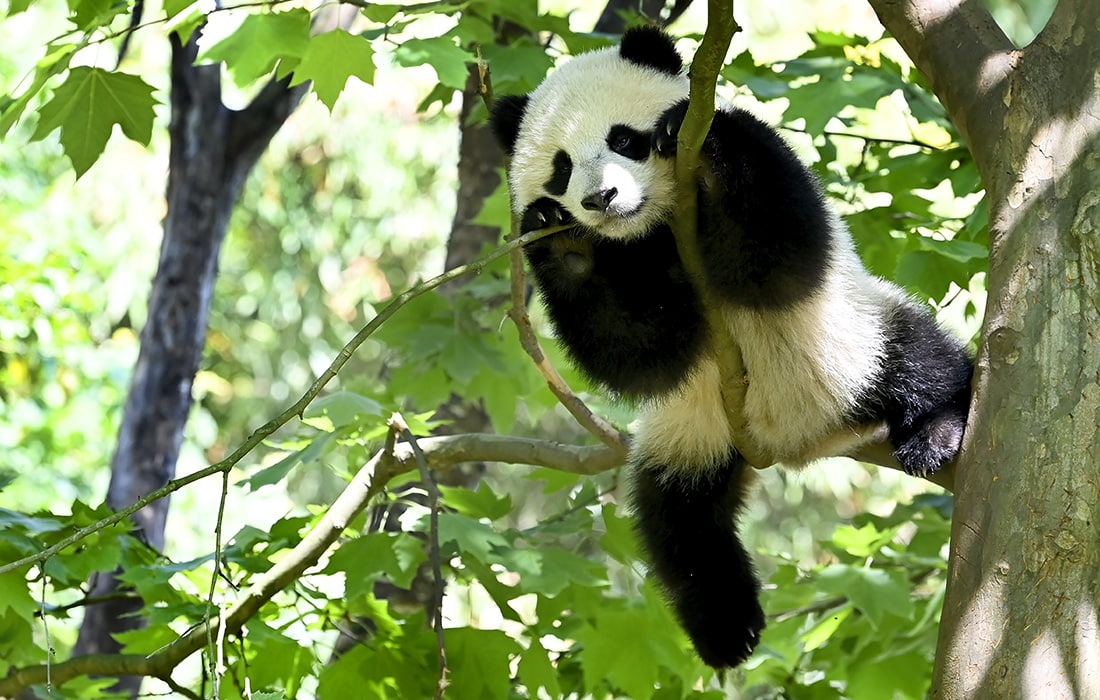 Xitoyning Chengdu shahridagi panda.