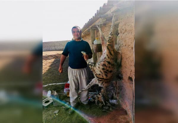 Uzbekistan reports on killing of rare targyl hyena in Surkhandarya region 