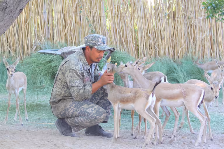 Endangered gazelles rebound in Kyrgyzstan as conservation project gains ground 
